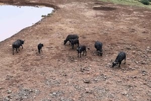 Nairobi: Safári de 3 dias no Parque Nacional Aberdare