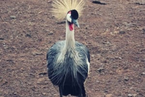 Nairobi: Safári de 3 dias no Parque Nacional Aberdare