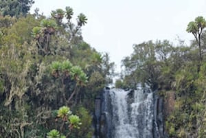 Nairobi: Safári de 3 dias no Parque Nacional Aberdare