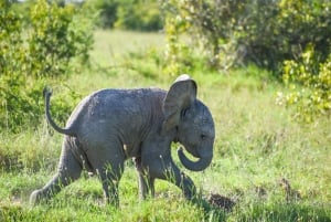 Nairobi : circuit safari de 3 jours dans les Aberdares et à Ol Pejeta