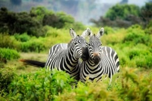 Nairobi : circuit safari de 3 jours dans les Aberdares et à Ol Pejeta