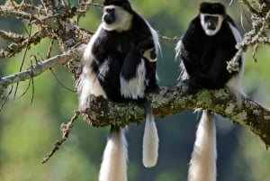 Nairobi : circuit safari de 3 jours dans les Aberdares et à Ol Pejeta