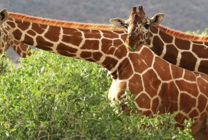 Nairobi: Safári de 3 dias no Parque Nacional Samburu com tudo incluído