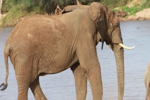 Nairobi: Safari de 3 días con todo incluido al Parque Nacional Samburu