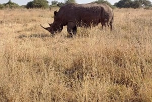 Найроби: 3-дневное сафари в Амбосели и Цаво-Ист с питанием