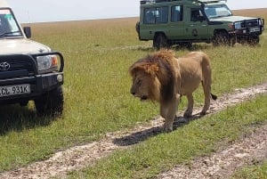 Найроби: 3-дневное сафари в Амбосели и Цаво-Ист с питанием