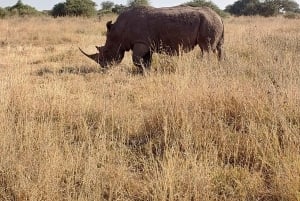 Найроби: 3-дневное сафари в Амбосели и Цаво-Ист с питанием