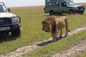 Найроби: 3-дневное сафари в Амбосели и Цаво-Ист с питанием