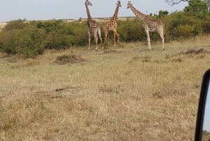 Найроби: 3-дневное сафари в Амбосели и Цаво-Ист с питанием