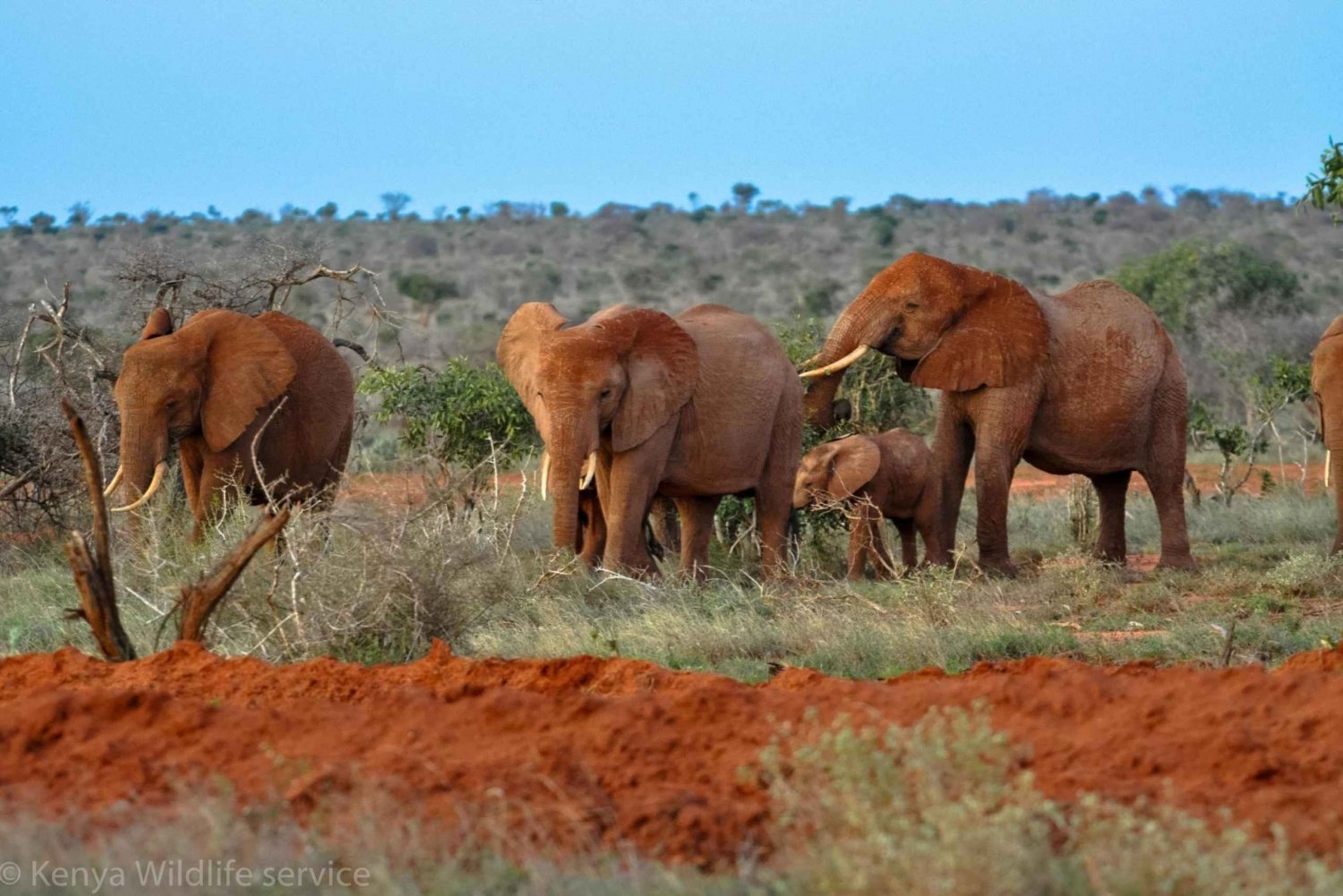 Nairobi: safari di 3 giorni nel parco nazionale di Amboseli