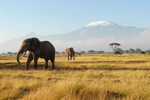 Nairobi: 3-päiväinen Amboselin kansallispuiston leirintäsafari
