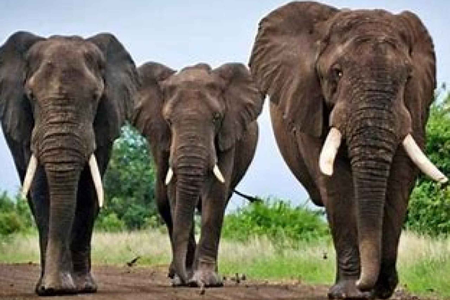 Nairobi: safari di 3 giorni al Parco Nazionale di Amboseli con voli