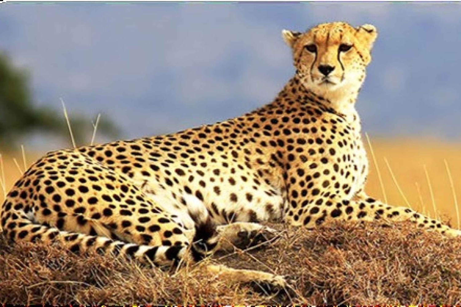 Nairobi: safari di 3 giorni al Parco Nazionale di Amboseli con voli