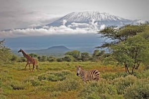 Nairobi: safari de 3 días en el Parque Nacional de Amboseli con vuelos