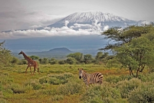 Nairobi: safari di 3 giorni al Parco Nazionale di Amboseli con voli