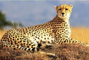 Nairobi: safari di 3 giorni al Parco Nazionale di Amboseli con voli