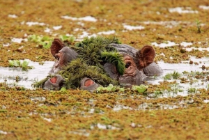 Nairobi: safari di 3 giorni al Parco Nazionale di Amboseli con voli