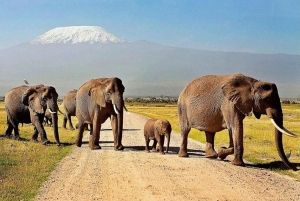 Nairobi : safari de 3 jours dans le parc national d'Amboseli avec vols