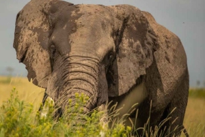 Nairobi: 3-Day Amboseli National Park Shared Safari Package