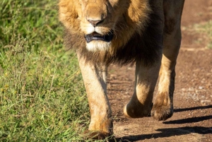 Nairobi: 3-Day Amboseli National Park Shared Safari Package