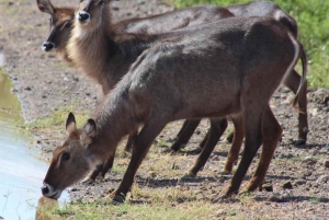 Nairobi: 3-Day Amboseli National Park Shared Safari Package