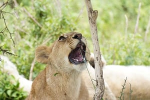 Nairobi: 3-Day Arusha & Ngorongoro Crater Safari Tour