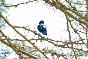 Nairobi: 3-Day Arusha & Ngorongoro Crater Safari Tour