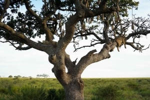 Nairobi: 3-Day Arusha & Ngorongoro Crater Safari Tour