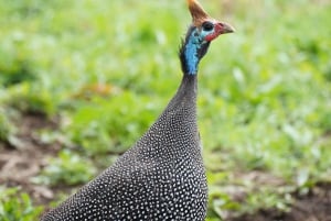 Nairobi: 3-Day Arusha & Ngorongoro Crater Safari Tour