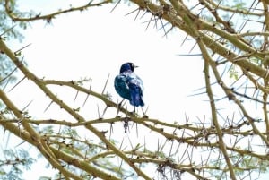 Nairobi: 3-Day Arusha & Ngorongoro Crater Safari Tour