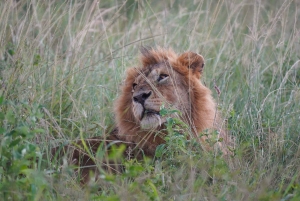 Nairobi: 3-Day Arusha & Ngorongoro Crater Safari Tour