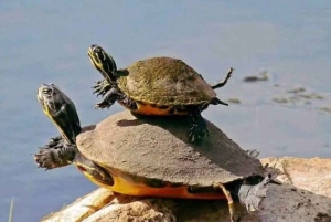 Nairobi: 3-Day Lake Turkana Fishing and Wildlife Tour