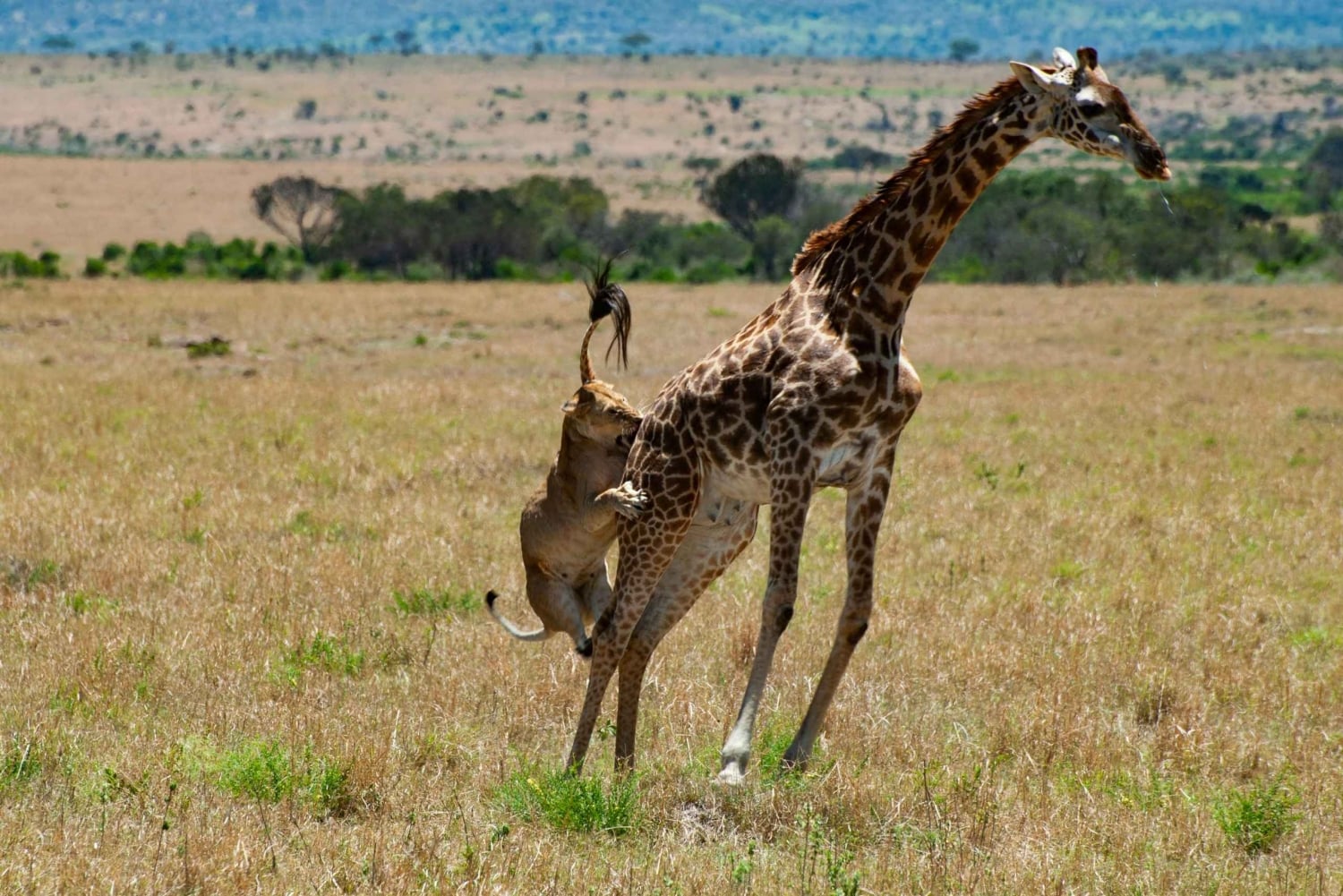 Nairobi : safari de groupe de 3 jours à Masai Mara avec nuit au camp