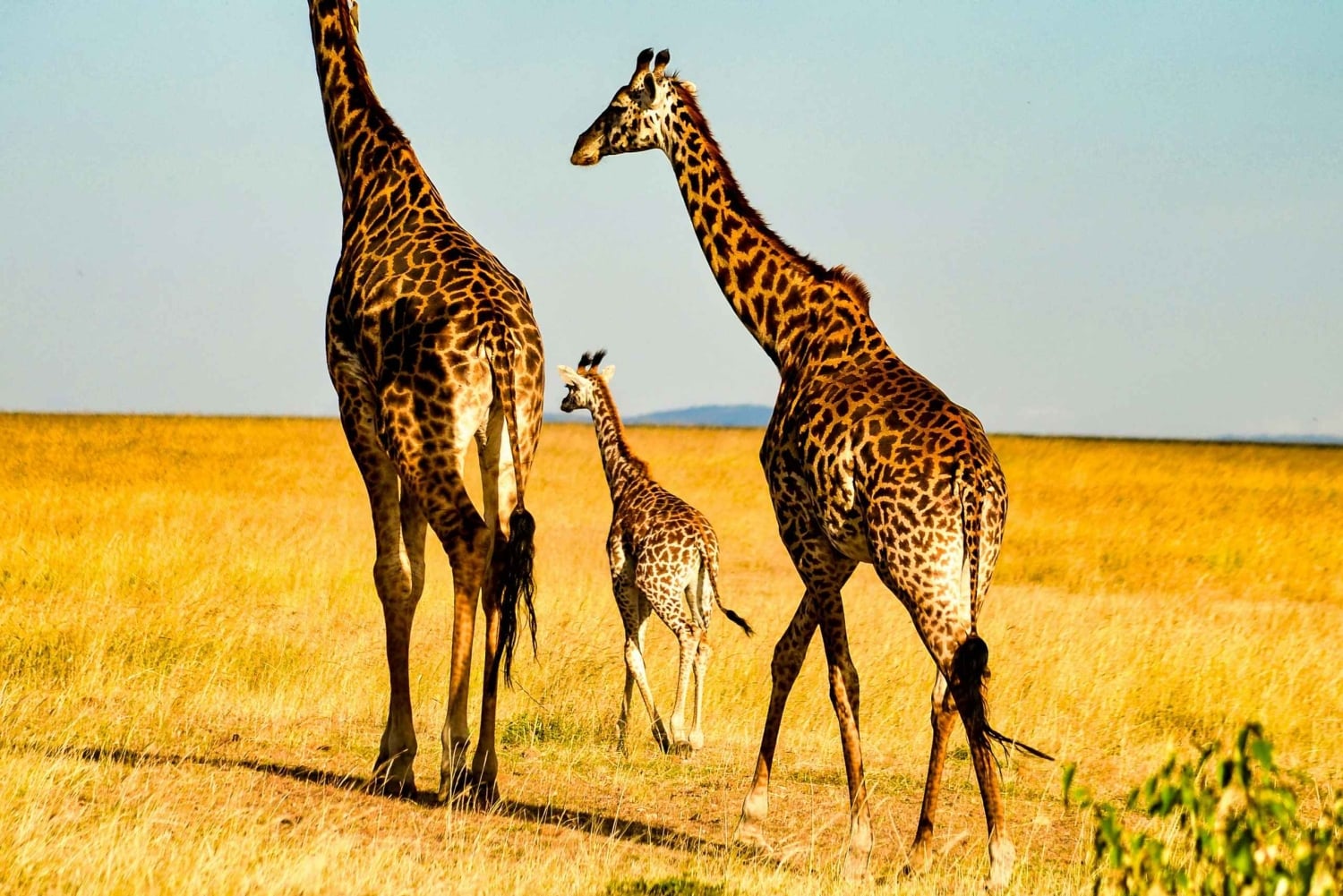 Nairobi : safari de groupe de 3 jours à Masai Mara avec nuit au camp