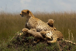 Nairobi: 3 päivän Maasai Mara ryhmämatka 4X4 jeeppisafarilla