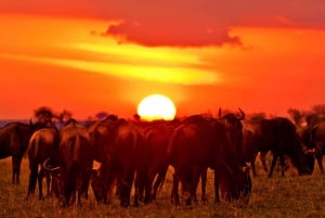 Z Nairobi: 3-dniowe safari grupowe Maasai Mara samochodem terenowym