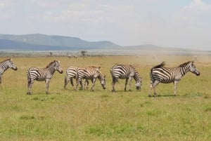Z Nairobi: 3-dniowe safari grupowe Maasai Mara samochodem terenowym