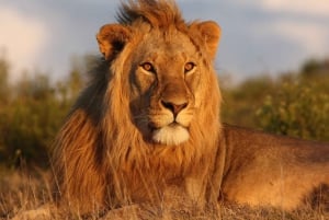 Z Nairobi: 3-dniowe safari grupowe Maasai Mara samochodem terenowym