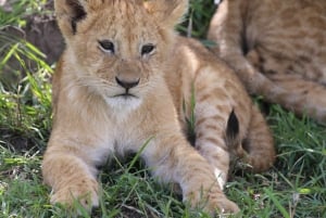 Z Nairobi: 3-dniowe safari grupowe Maasai Mara samochodem terenowym