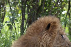 Z Nairobi: 3-dniowe safari grupowe Maasai Mara samochodem terenowym