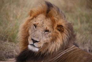 Z Nairobi: 3-dniowe safari grupowe Maasai Mara samochodem terenowym