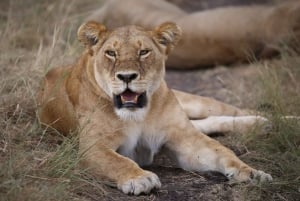 Z Nairobi: 3-dniowe safari grupowe Maasai Mara samochodem terenowym