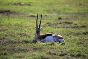 Z Nairobi: 3-dniowe safari grupowe Maasai Mara samochodem terenowym