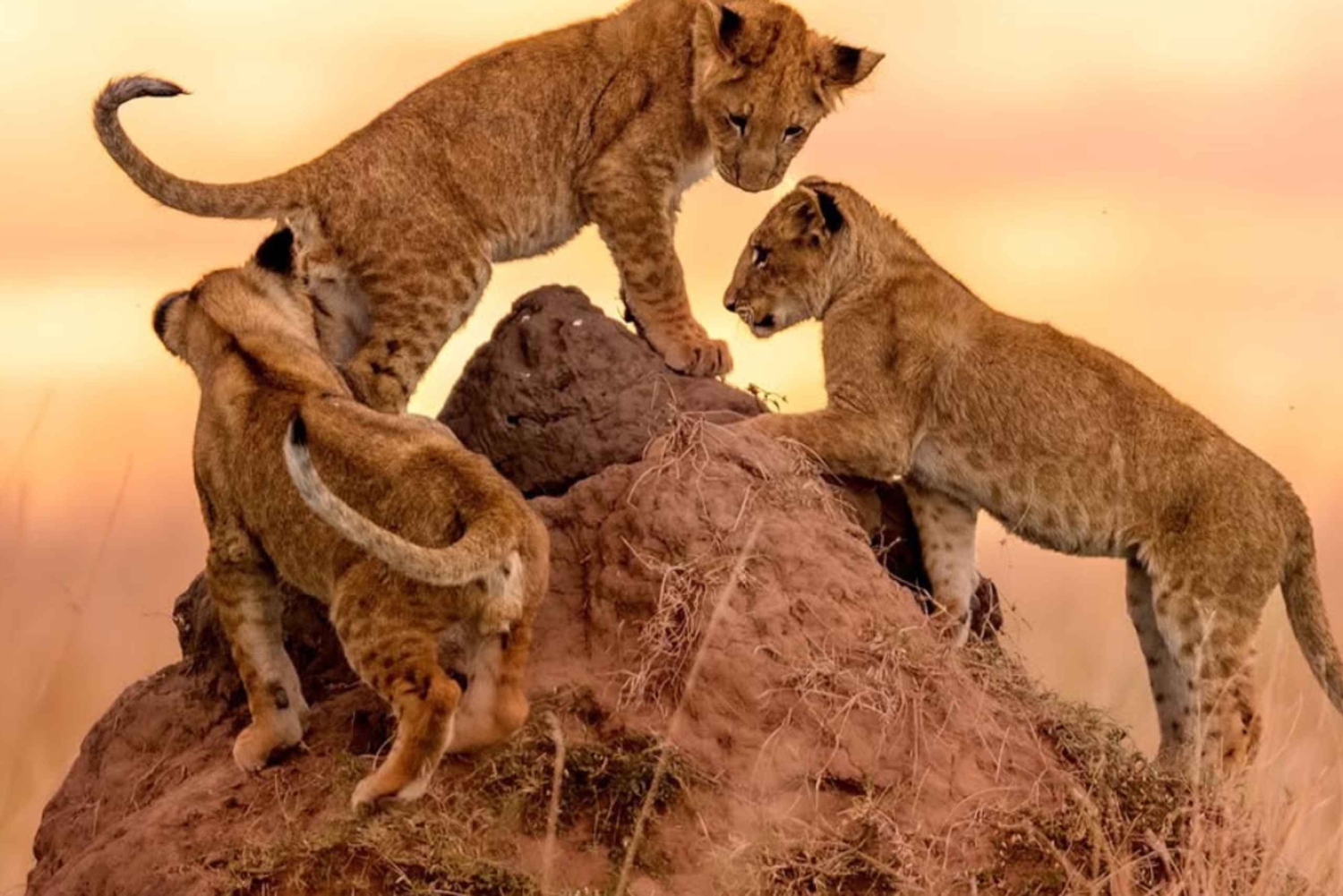 Nairobi: 3-Day Maasai Mara Safari & Hot Springs Escape