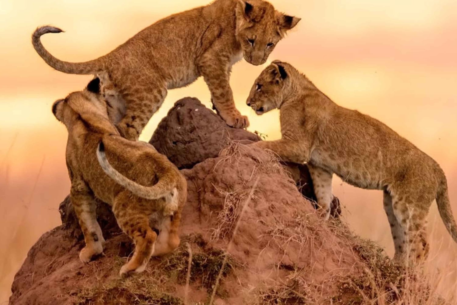 Nairobi : safari de 3 jours à Masai Mara et sources chaudes