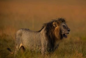 Nairobi: 3 días de safari en Masái Mara y aguas termales