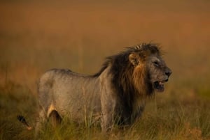 Nairobi : safari de 3 jours à Masai Mara et sources chaudes