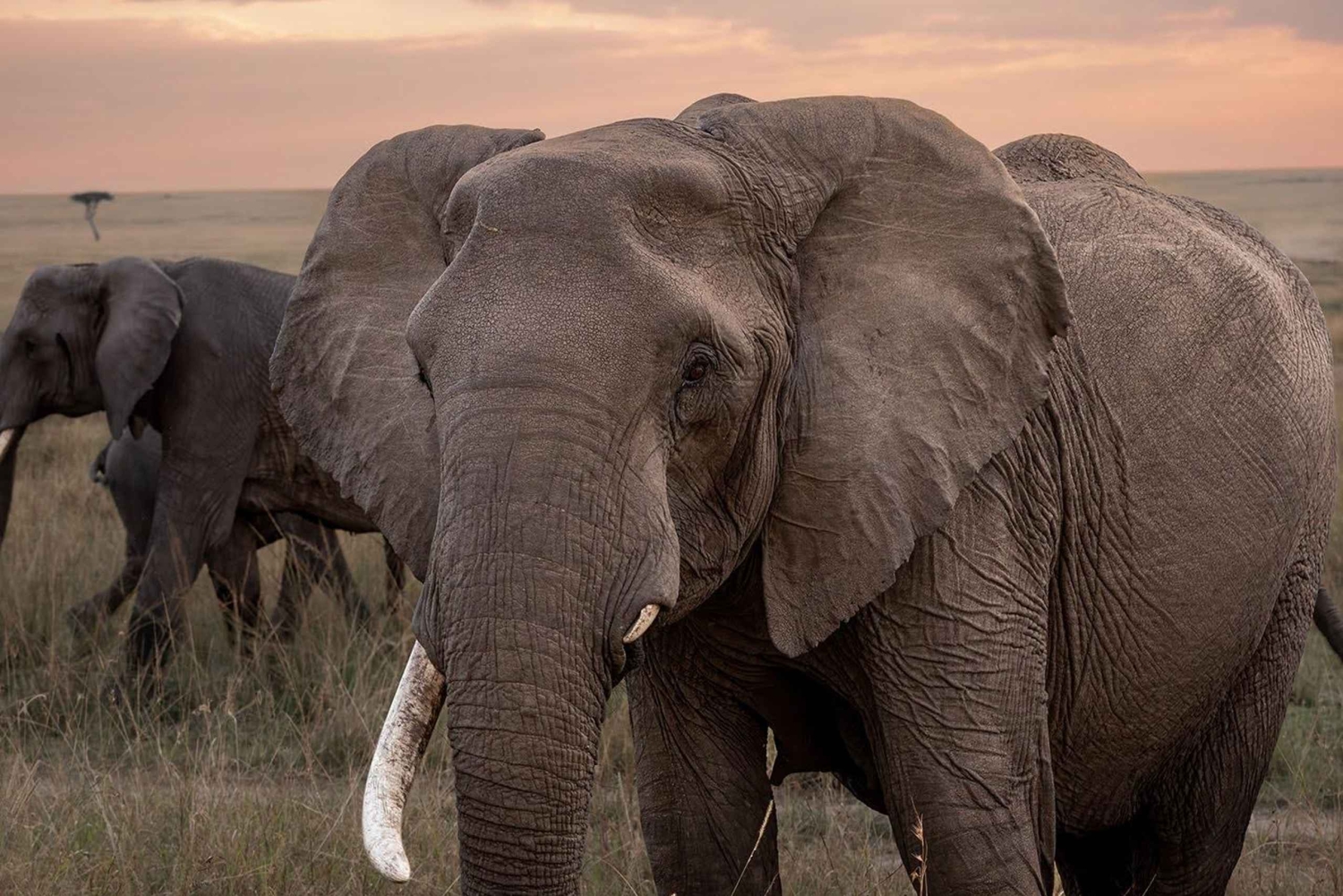 Nairobi: 3-tägige Maasai Mara Safari mit Unterkunft