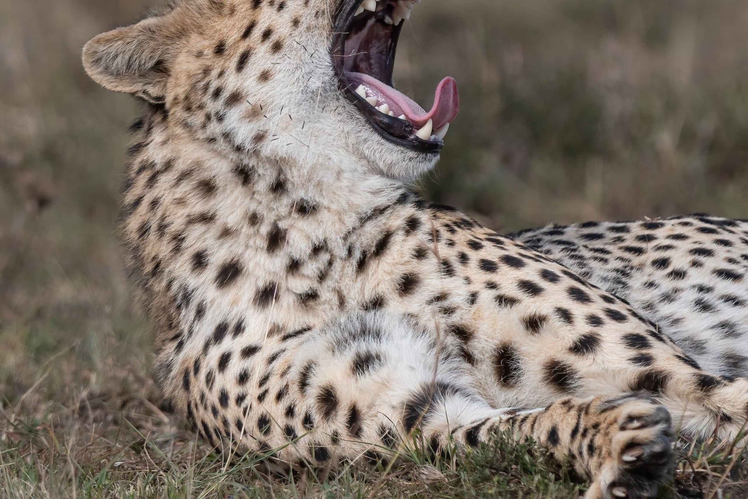 Nairobi: 3-tägige Maasai Mara Safari mit Unterkunft