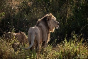 Nairobi: Safari de 3 días a Maasai Mara con alojamiento.AW